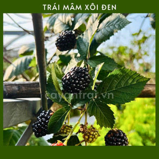 Combo 2 Cây Mâm Xôi Đen