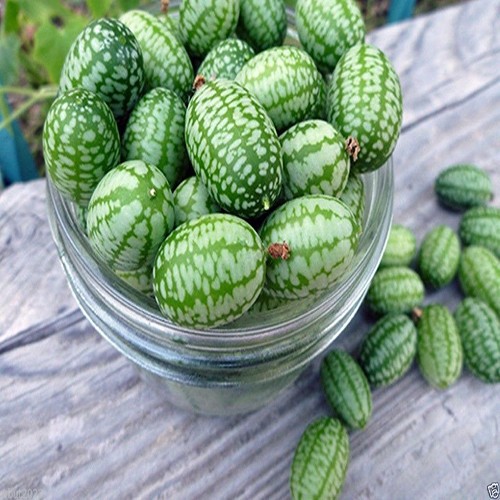 Hạt giống Dưa hấu mini tí hon hàng chính hãng công ty đóng gói
