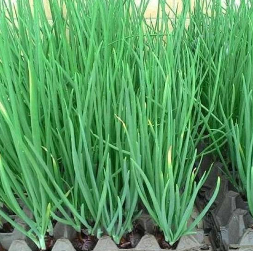 Hạt giống Hành hương hàng chính hãng công ty đóng gói