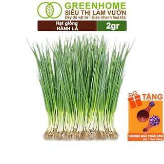 Hạt Giống Hành Lá Greenhome, Gói 2gr, Dễ Trồng, Nảy Mầm Cao, Thu Hoạch Nhanh, Năng Suất Cao G01