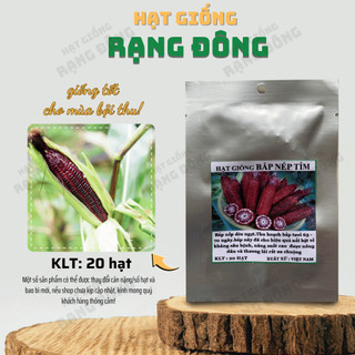 Hạt giống Bắp Nếp Tím (20 hạt) trồng quanh năm, trái to, thơm, hạt tím dẻo, dễ trồng - Hạt giống Rạng Đông
