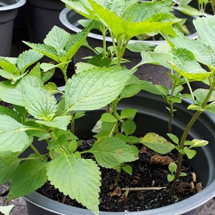 Hạt giống rau Kinh giới gói 2gram hàng chính hãng công ty đóng gói