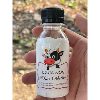  Ủ Sữa Non Kích Trắng Con Bò 100ml 