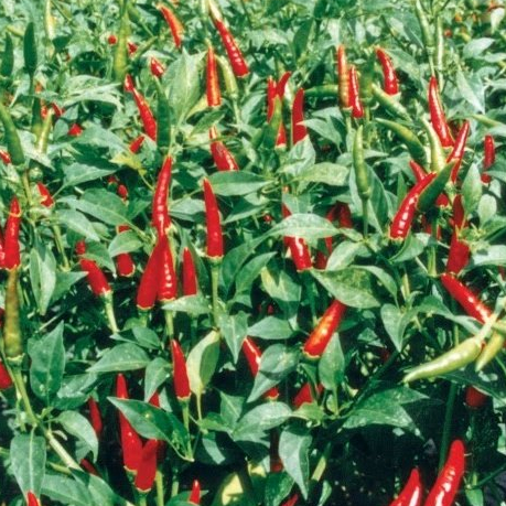 Hạt giống Ớt chỉ thiên 0,1gram hàng chính hãng công ty đóng gói
