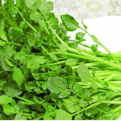 Hạt giống Rau Xà lách Xoong Mỹ hàng chính hãng công ty đóng gói