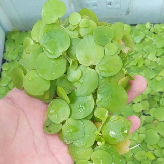 5 cây Bèo nhật thủy sinh