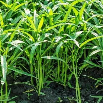 Hạt giống Rau muống lá tre hàng chính hãng công ty đóng gói