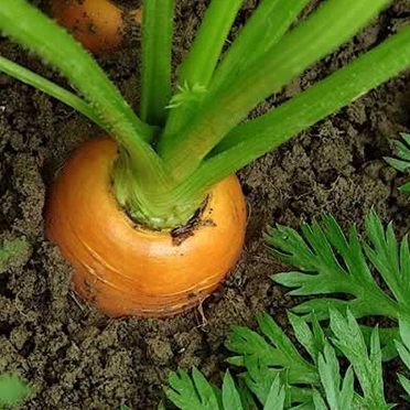 Hạt giống Cà rôt hàng chính hãng công ty đóng gói