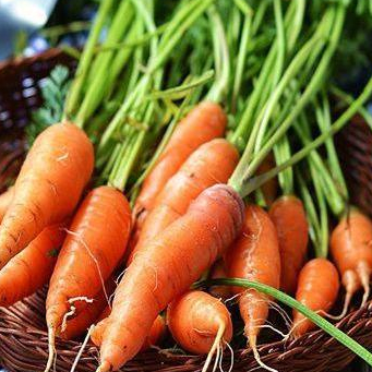 Hạt giống cà rốt hàng công ty HAGI.SHOP