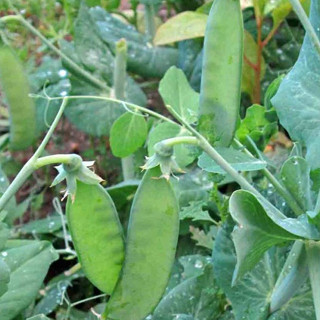 Hạt giống Đậu hà lan ăn quả hàng công ty HAGI.SHOP