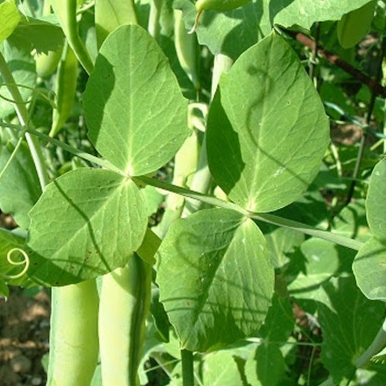 Hạt giống Đậu hà lan siêu ngọn 20gram hàng chính hãng công ty đóng gói