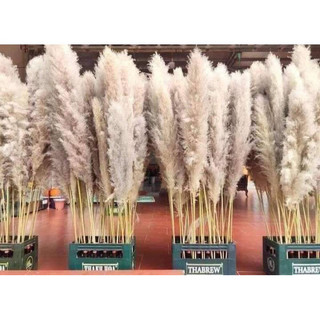 Combo 10 bông cỏ lau khô trang trí nhà cửa 100cm