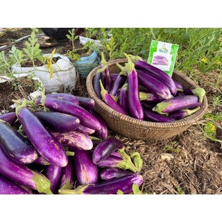 [Seeds] Hạt giống Cà tím dài, đóng gói 0.5gr (khoảng 100 hạt)
