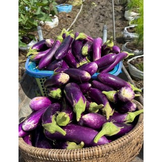 [Seeds] Hạt giống Cà tím dài, đóng gói 0.5gr (khoảng 100 hạt)