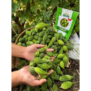 [Seeds] Hạt giống Khổ qua rừng RD52 (Mướp đắng rừng), đóng gói 10 hạt