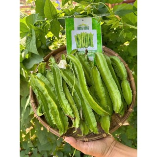 [Seeds] Hạt giống Đậu Rồng (đậu khế), đóng gói 10gr
