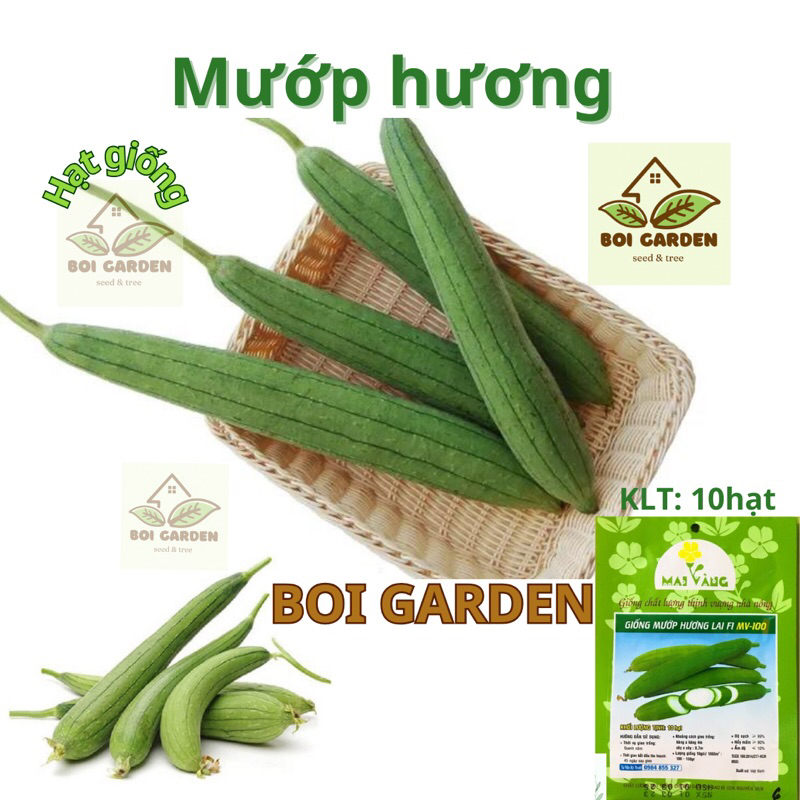 Hạt giống Mướp hương lai F1 (55)
