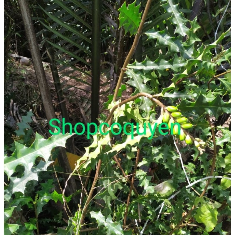 Combo 3ky cây ô rô tươi