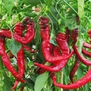 Hạt giống ớt siêu cay (gói 60 hạt)