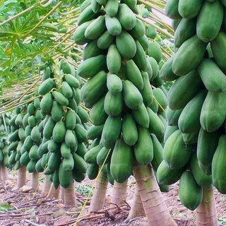 Hạt giống đu đủ lùn Thái Lan, đu đủ lùn ruột đỏ siêu ngọt f1 cao sản năng suất cao