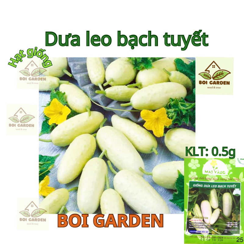 Hạt giống dưa leo Bạch Tuyết (89)