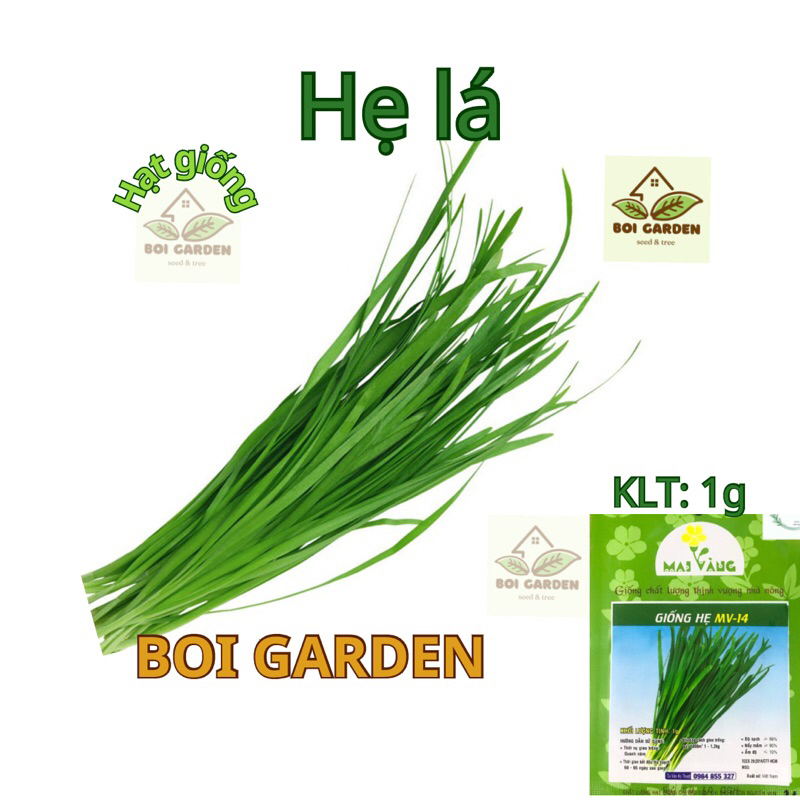 Hạt giống HẸ LÁ (103)