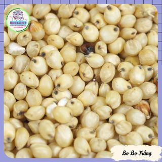 Tổng hợp các loại hạt trộn thức ăn Hamster Gà Vẹt Chim