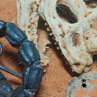 Cát sa mạc dành cho pet