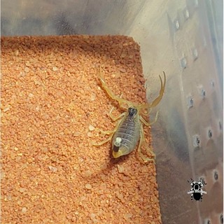 Cát sa mạc dành cho pet