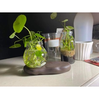 ( rau má nhật) cỏ đồng tiền