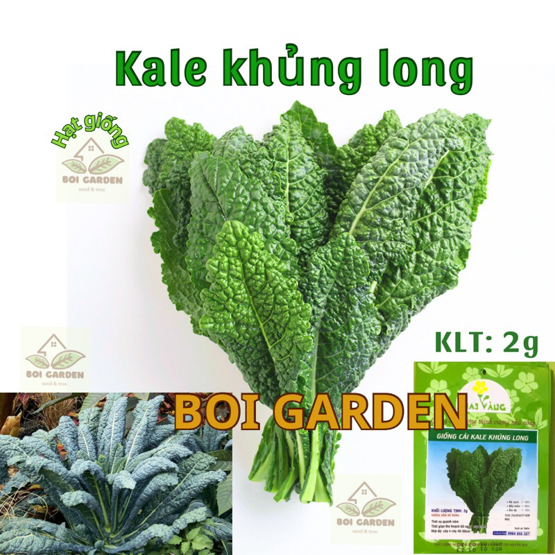 Hạt giống Kale khủng long (168)