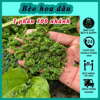 Bèo hoa dâu - 100 nhánh