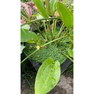 Bèo hoa dâu - 100 nhánh