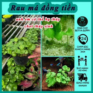 Rau má đồng tiền - Cây thủy sinh