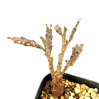 San Hô đỏ sen đá xương rồng cây mọng nước