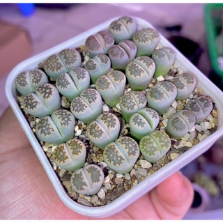 Lithops xanh vân đỏ