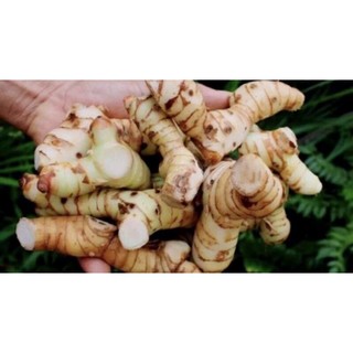 cây giống riềng ta củ thơm (bầu 2,3 cây) (dùng làm chạo)kèm đất