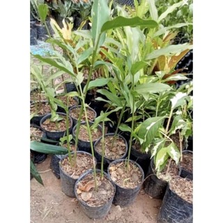 2 cây giống riềng ta củ thơm