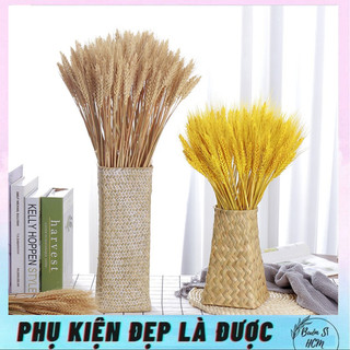 Bó 50 bông lúa phơi khô, hoa lúa hạt nguyên thủy, Bó bông lúa mạch khô trang trí nhà cửa, chụp ảnh 50 - 100 nhánh