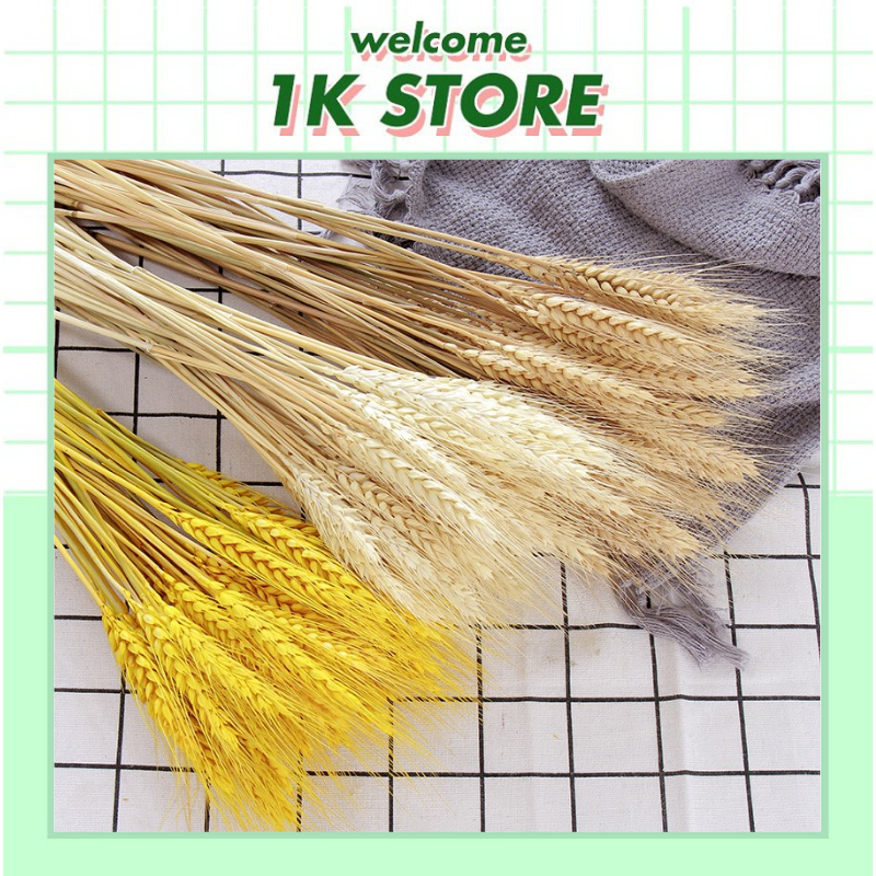Bông Lúa Mạch Trang Trí (Bó 100 Bông), bông lúa mạch thần tài bông lúa vàng trang trí bàn thờ phòng 