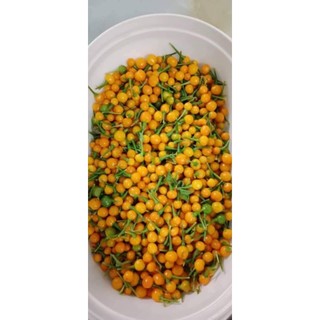 Combo 02 chậu Ớt peru charapita (chậu đang hoa)
