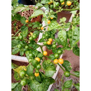 Combo 02 chậu Ớt peru charapita (chậu đang hoa)