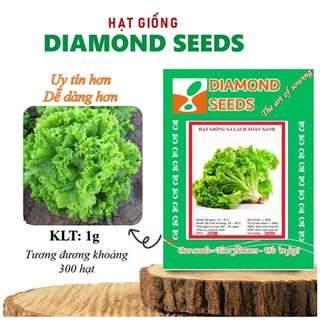 Hạt giống xà lách xoăn xanh chịu nhiệt trồng quanh năm, nhanh thu hoạch