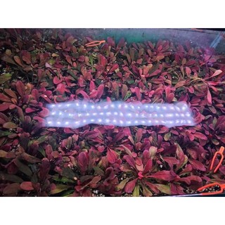Cải đỏ thủy sinh, cây cải đỏ (1 Cây)