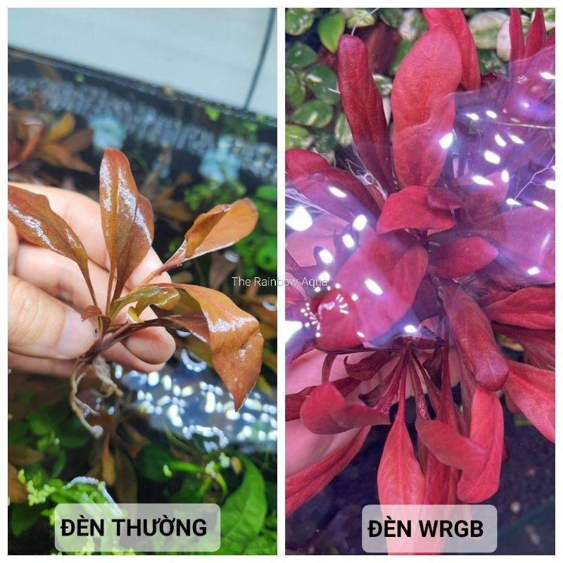 Cải đỏ thủy sinh, cây cải đỏ (1 Cây)