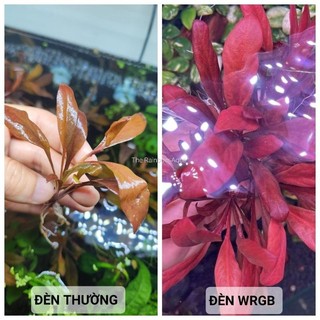 Cải đỏ thủy sinh, cây cải đỏ