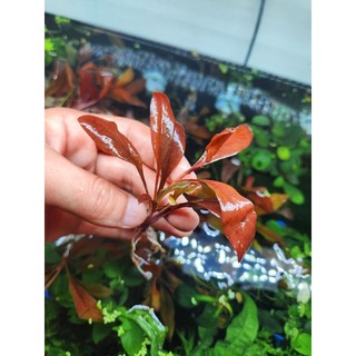Cải đỏ thủy sinh, cây cải đỏ (1 Cây)