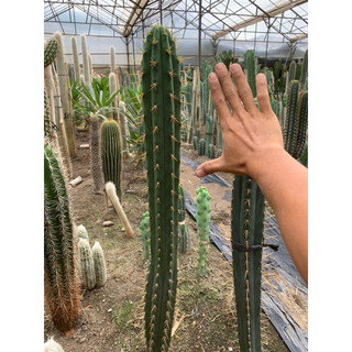 Xương rồng trụ pachanoi size 40-50cm