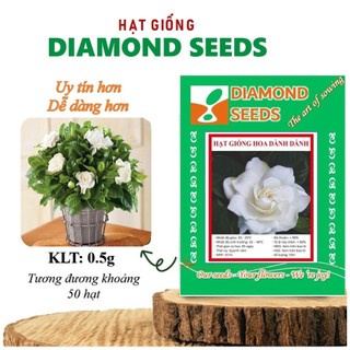 Hạt Cây hoa dành dành, bạch thiên hương cao 35cm, hoa nở to, toả hương thơm ngào ngạt, cây hoa cảnh trang trí sân vườn