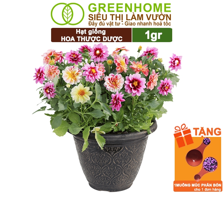 Hạt Giống Hoa Thược Dược Mix Greenhome, Gói 1gr, Sai Hoa, Màu Rực Rỡ, Dễ Trồng Quanh Năm, Nảy Mầm Cao H05